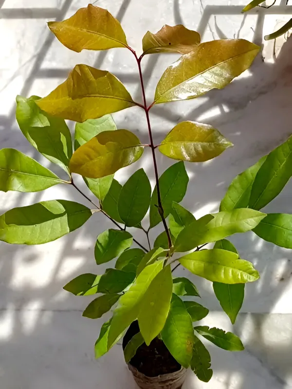 Longon_Plant_(Hybrid)_For_Outdoor_With_Pot