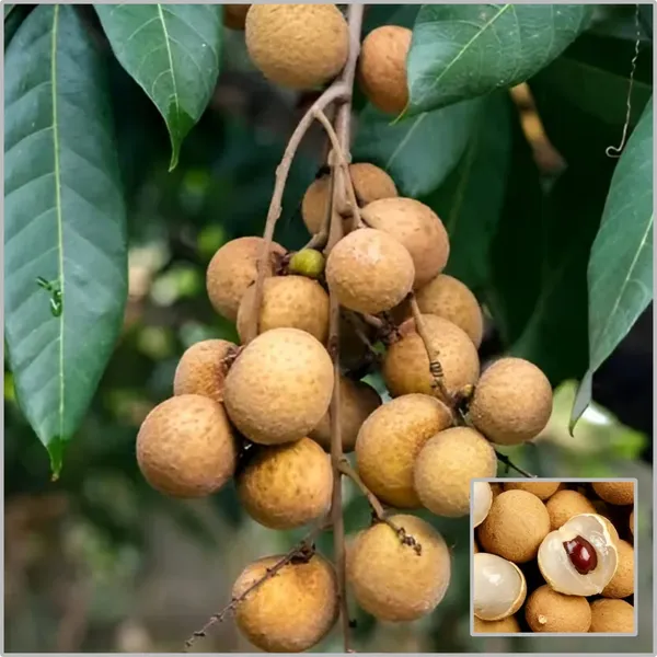 Longon_Plant_(Hybrid)_For_Outdoor_With_Pot