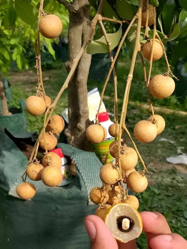 Longon_Plant_(Hybrid)_For_Outdoor_With_Pot