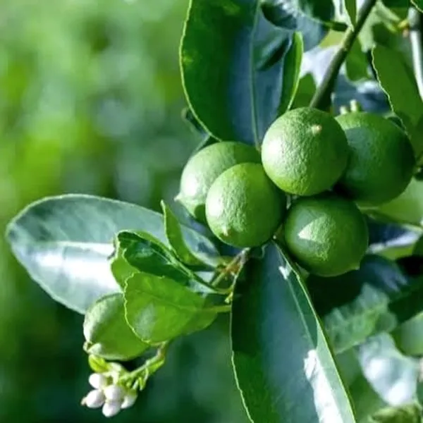 All_Time_Kagzi_Lemon_Plant_(Hybrid)_For_Outdoor_With_Grow_Bag