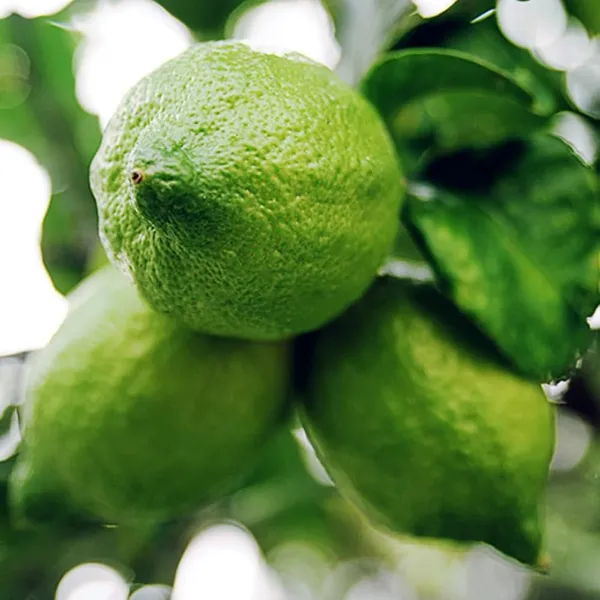 All_Time_Kagzi_Lemon_Plant_(Hybrid)_For_Outdoor_With_Grow_Bag