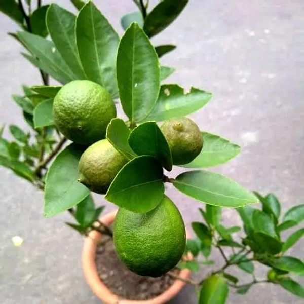 All_Time_Kagzi_Lemon_Plant_(Hybrid)_For_Outdoor_With_Grow_Bag