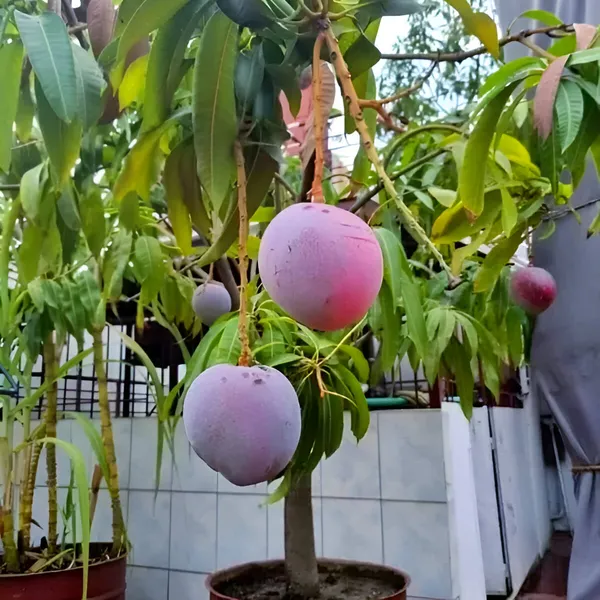 Apple_Mango_Plant_(Grafted)_For_Outdoor_With_Grow_Bag