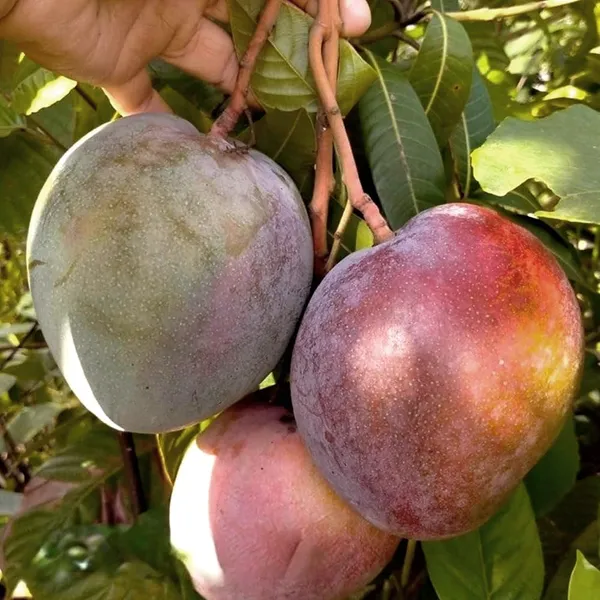 Apple_Mango_Plant_(Grafted)_For_Outdoor_With_Grow_Bag