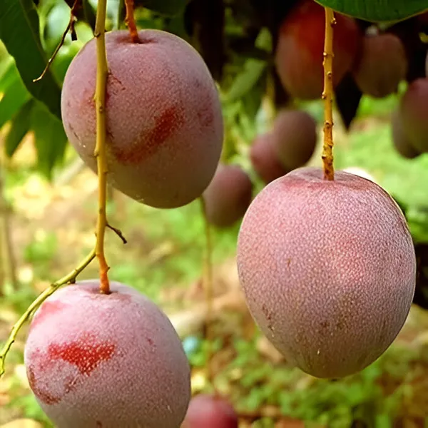 Apple_Mango_Plant_(Grafted)_For_Outdoor_With_Grow_Bag
