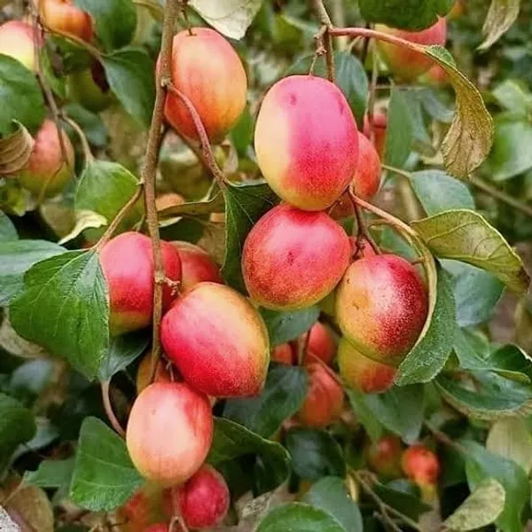Sweet_Apple_Ber_Plant_(Hybrid)_For_Outdoor_With_Grow_Bag