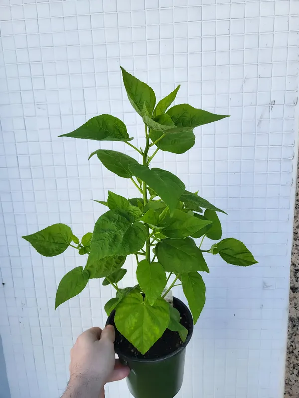 Hibiscus_Plant_(Hybrid)_For_Indoor_&_Outdoor_With_Grow_Bag
