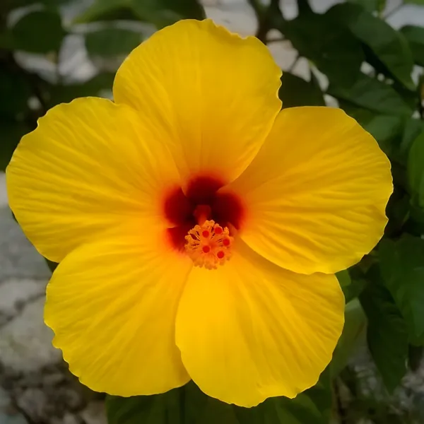 Hibiscus_Plant_(Hybrid)_For_Indoor_&_Outdoor_With_Grow_Bag