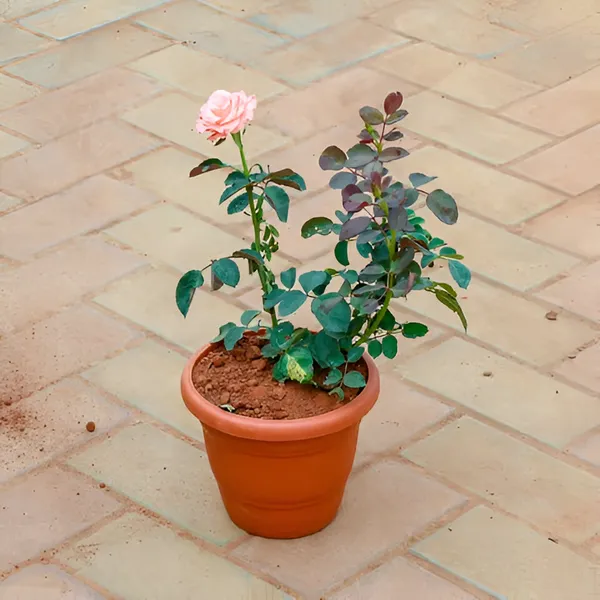 Rose_Plant_(Hybrid)_For_Indoor_&_Outdoor_With_Pot