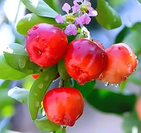 Barbados_Cherry_Fruit_Plant_Grafted_(Hybrid)_For_Outdoor_With_Grow_Bag