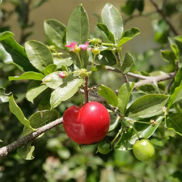 Barbados_Cherry_Fruit_Plant_Grafted_(Hybrid)_For_Outdoor_With_Grow_Bag