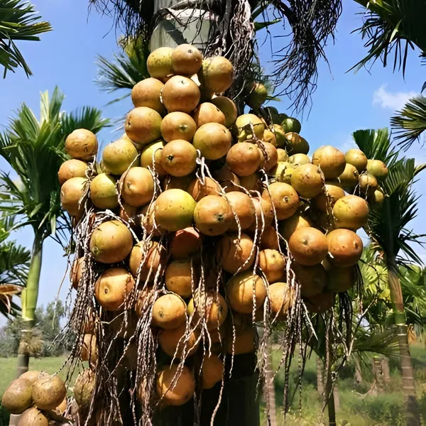 Betel_Nut/Supari_Plant_(Hybrid)_For_Indoor_&_Outdoor_With_Grow_Bag
