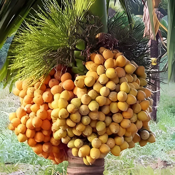 Betel_Nut/Supari_Plant_(Hybrid)_For_Indoor_&_Outdoor_With_Grow_Bag