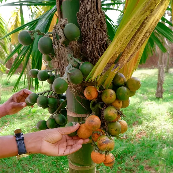 Betel_Nut/Supari_Plant_(Hybrid)_For_Indoor_&_Outdoor_With_Grow_Bag