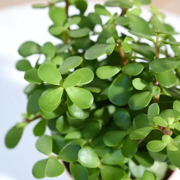 Jade_Plant_(Hybrid)_For_Indoor_&_Outdoor_With_Grow_Bag
