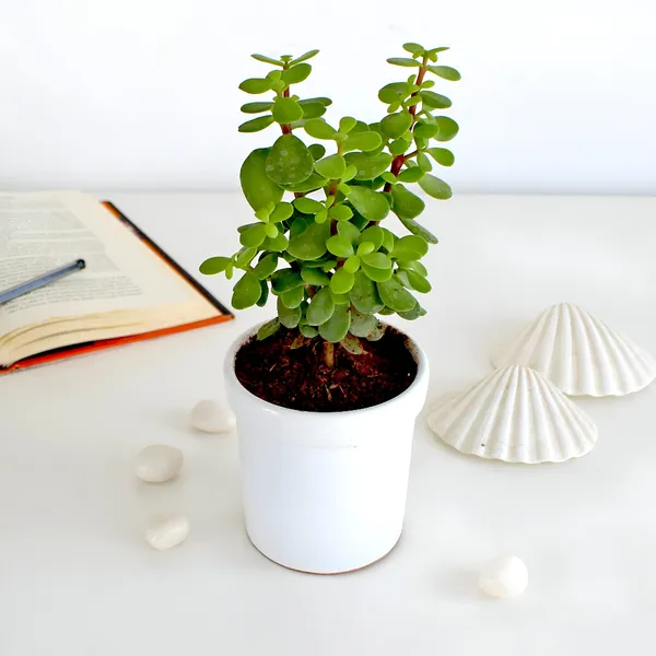 Jade_Plant_(Hybrid)_For_Indoor_&_Outdoor_With_Grow_Bag