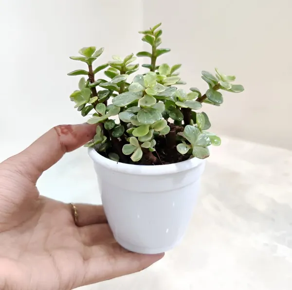 Jade_Plant_(Hybrid)_For_Indoor_&_Outdoor_With_Grow_Bag