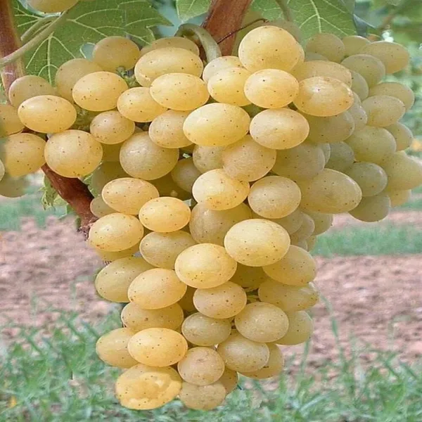 Grapes_Plant_(Hybrid)_For_Outdoor_With_Grow_Bag
