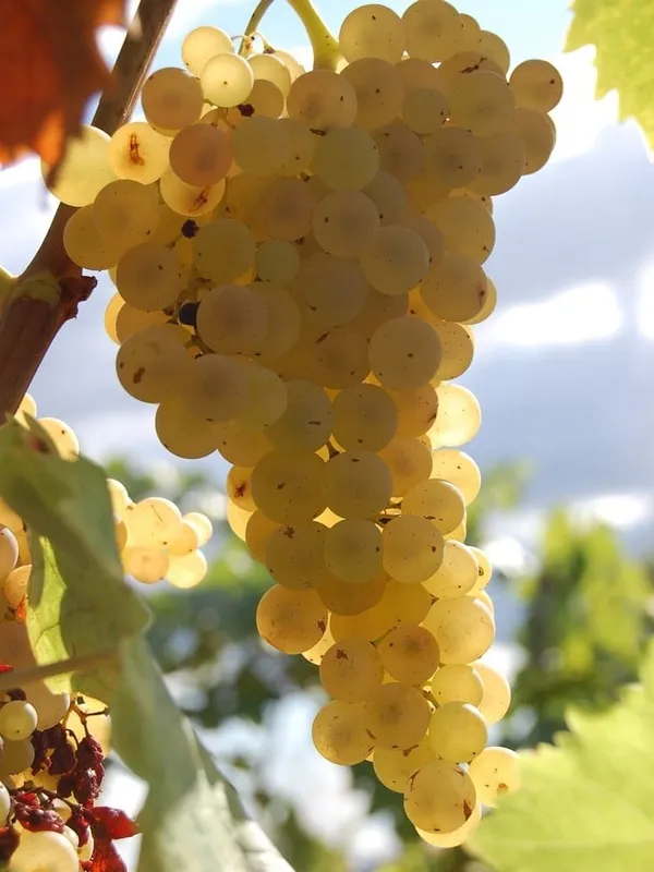 Grapes_Plant_(Hybrid)_For_Outdoor_With_Grow_Bag