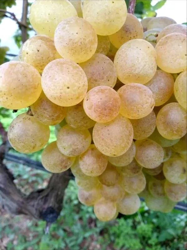 Grapes_Plant_(Hybrid)_For_Outdoor_With_Grow_Bag