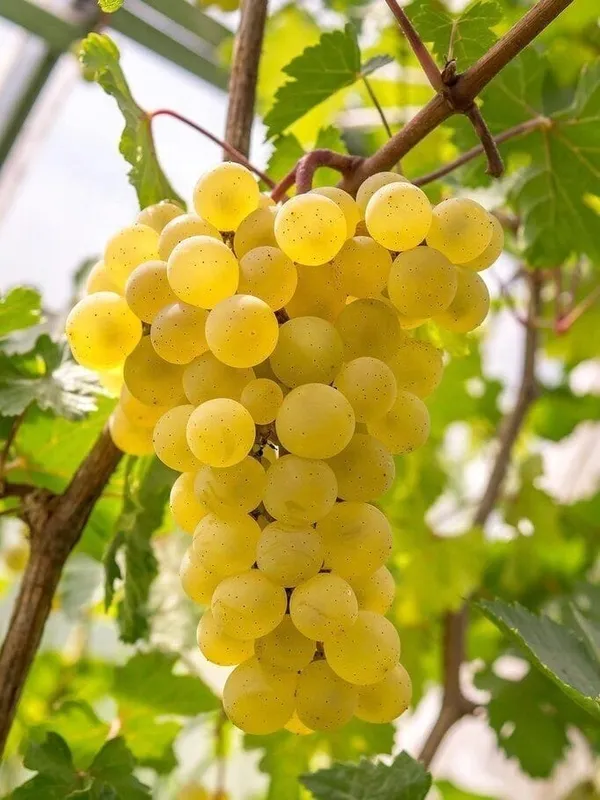 Grapes_Plant_(Hybrid)_For_Outdoor_With_Grow_Bag