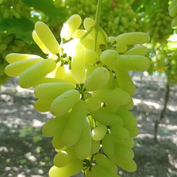 Grapes_Plant_For_Outdoor_|_Hybrid_|_With_Grow_Bag