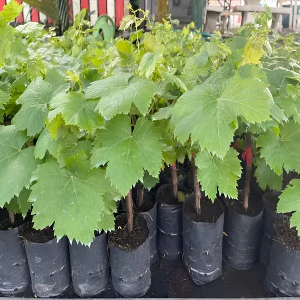 Grapes_Plant_For_Outdoor_|_Hybrid_|_With_Grow_Bag