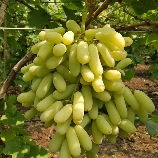 Grapes_Plant_For_Outdoor_|_Hybrid_|_With_Grow_Bag