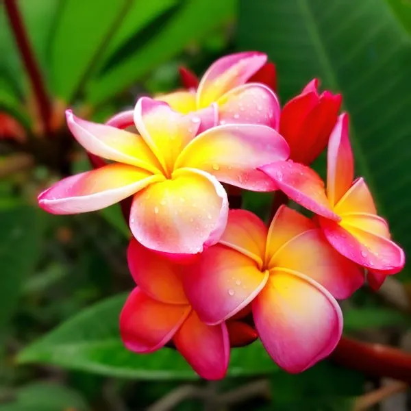 Plumeria_Plant_(Hybrid)_For_Indoor_&_Outdoor_With_Grow_Bag