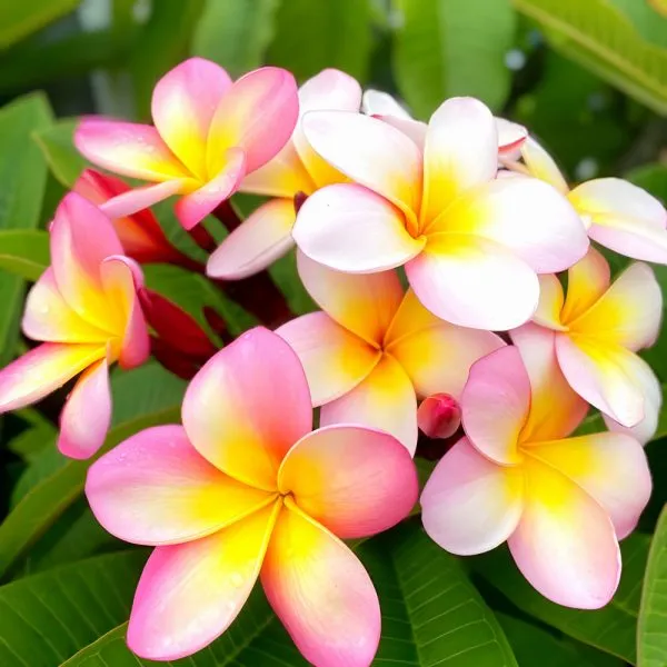 Plumeria_Plant_(Hybrid)_For_Indoor_&_Outdoor_With_Grow_Bag