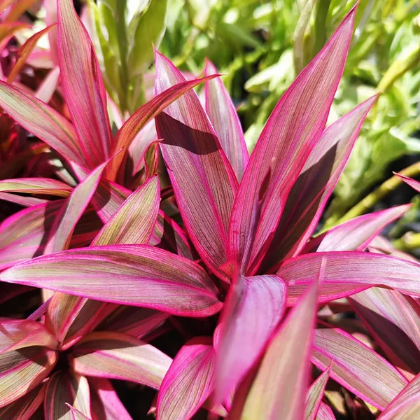 ropical_Pink_Cordyline_Vibrant_Foliage_Plant