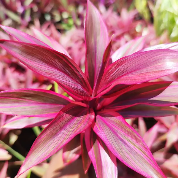 ropical_Pink_Cordyline_Vibrant_Foliage_Plant