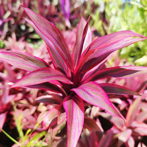 ropical_Pink_Cordyline_Vibrant_Foliage_Plant