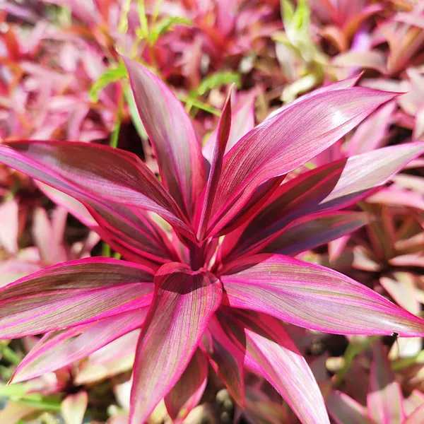 ropical_Pink_Cordyline_Vibrant_Foliage_Plant