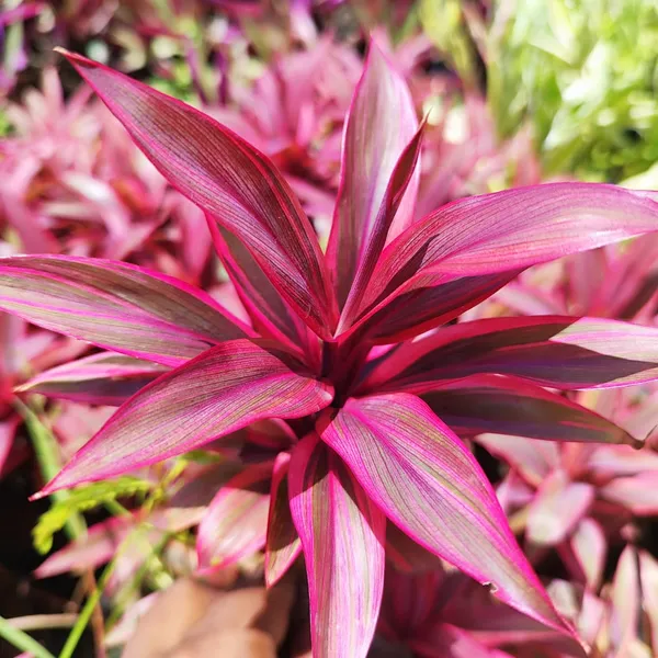 ropical_Pink_Cordyline_Vibrant_Foliage_Plant