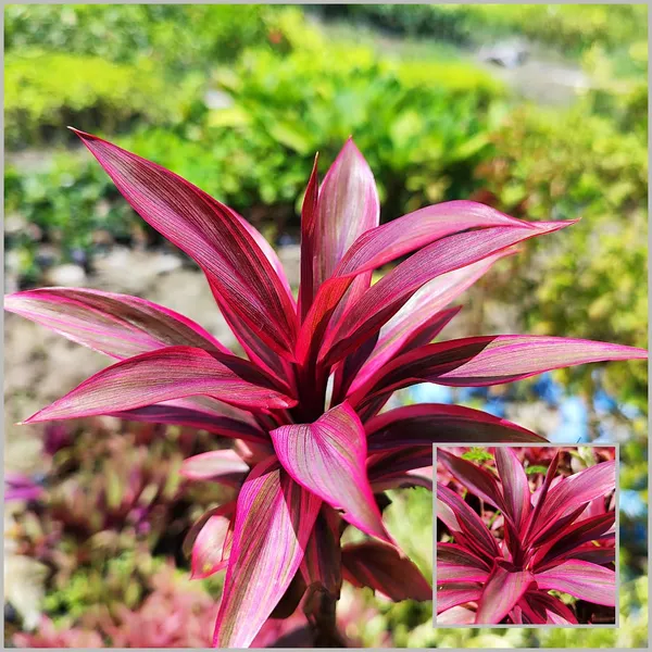 ropical_Pink_Cordyline_Vibrant_Foliage_Plant