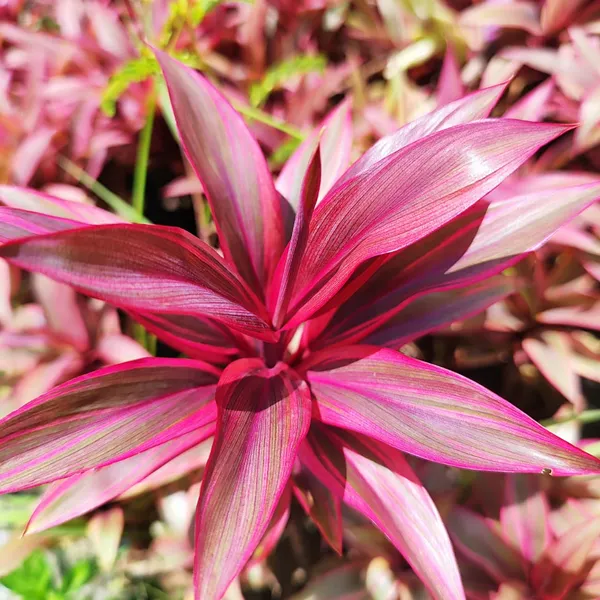 ropical_Pink_Cordyline_Vibrant_Foliage_Plant