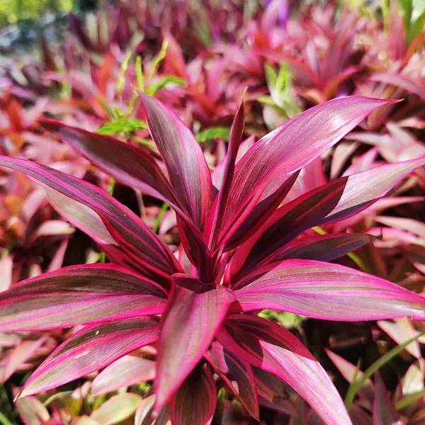 ropical_Pink_Cordyline_Vibrant_Foliage_Plant