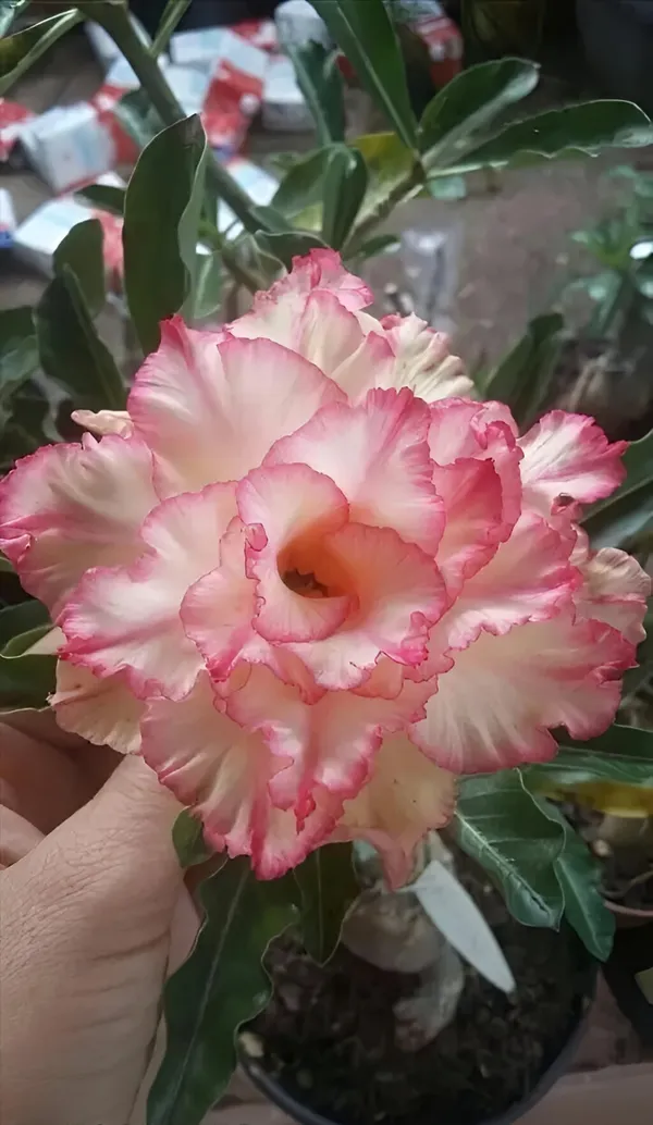 Adenium_Plant_(Hybrid)_For_Indoor_&_Outdoor_With_Grow_Bag