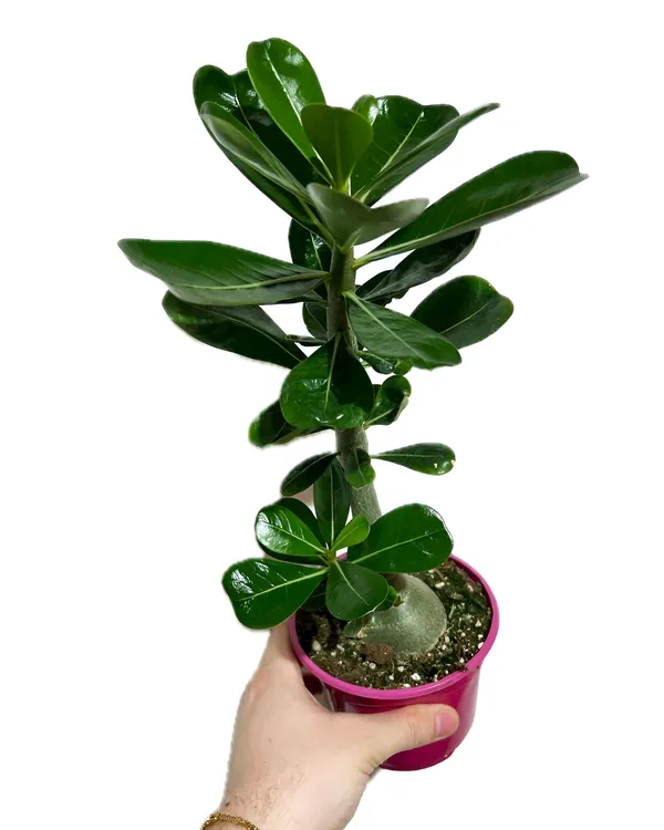Adenium_Plant_(Hybrid)_For_Indoor_&_Outdoor_With_Grow_Bag