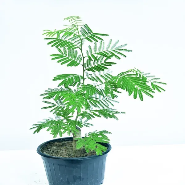 Shami_|_Jand_Plant_(Hybrid)_For_Outdoor_With_Grow_Bag