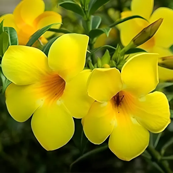 Mandevilla_Plant__For_Indoor_&_Outdoor_|_With_Grow_Bag_|_Hybrid