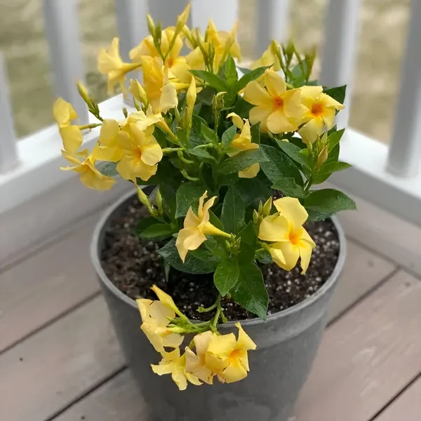 Mandevilla_Plant__For_Indoor_&_Outdoor_|_With_Grow_Bag_|_Hybrid