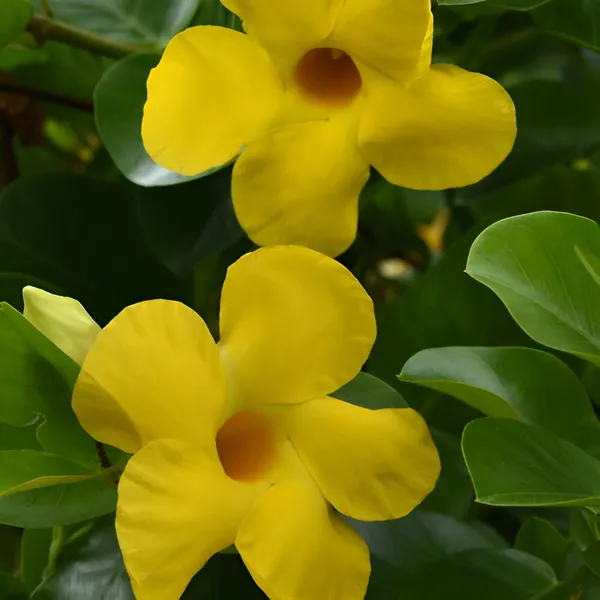 Mandevilla_Plant__For_Indoor_&_Outdoor_|_With_Grow_Bag_|_Hybrid