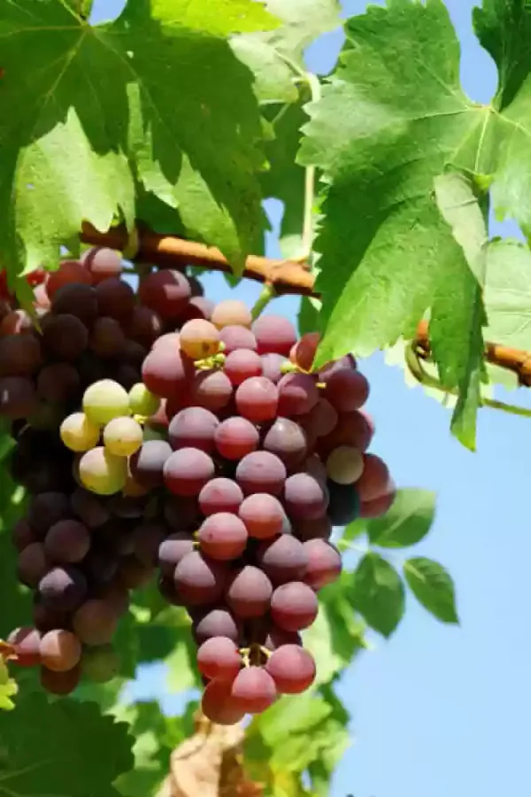 Grapes_Plant_(Hybrid)_For_Outdoor_With_Grow_Bag