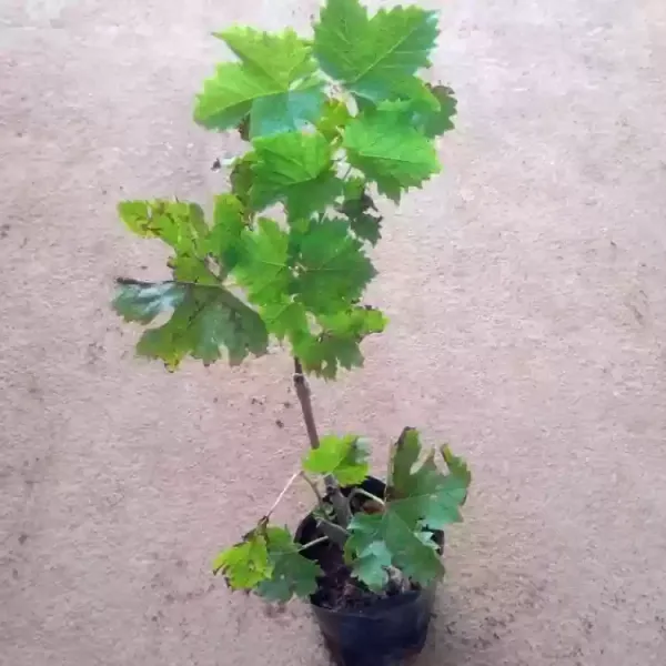Grapes_Plant_(Hybrid)_For_Outdoor_With_Grow_Bag