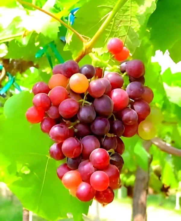 Grapes_Plant_(Hybrid)_For_Outdoor_With_Grow_Bag