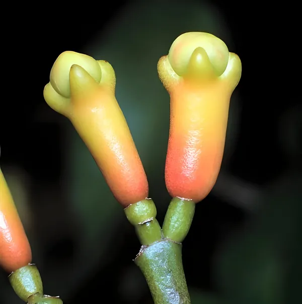 Clove_Plant__For_Outdoor_|_Hybrid__|_With_Grow_Bag
