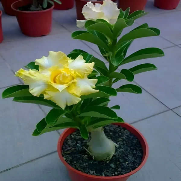 Adenium_Plant_(Hybrid)_For_Indoor_&_Outdoor_With_Grow_Bag