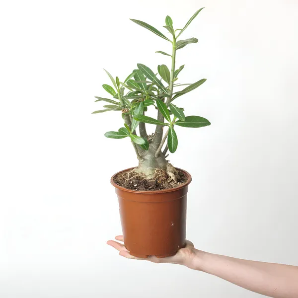 Adenium_Plant_(Hybrid)_For_Indoor_&_Outdoor_With_Grow_Bag